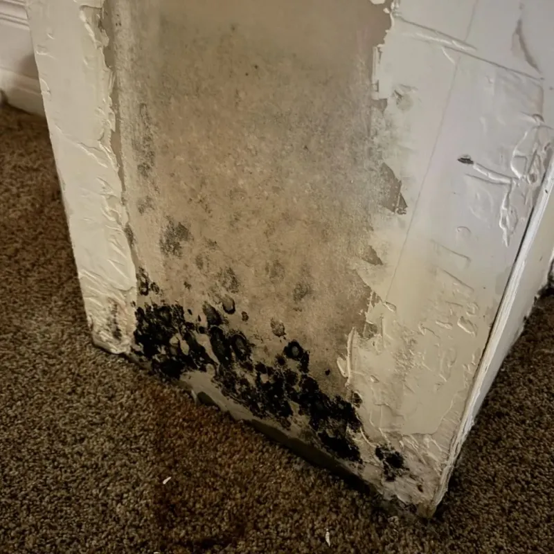 Professional Mold Removal in Mound, MN